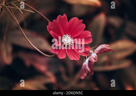 Wunderschöne Blumen in einem englischen Park Stockfoto