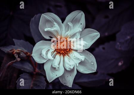 Wunderschöne Blumen in einem englischen Park Stockfoto