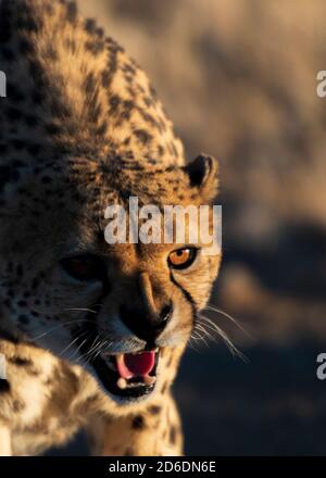 Eine Jeep-Tour durch Namibia, Wildtiere, Land und Menschen. Knurrender Gepard. Stockfoto