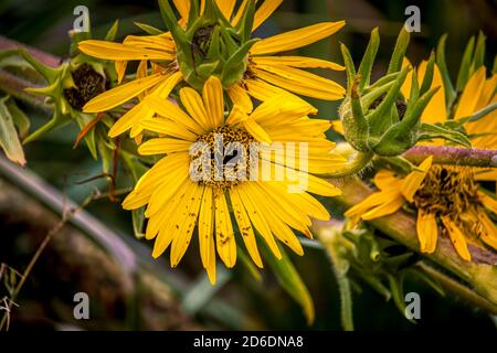 Wunderschöne Blumen in einem englischen Park Stockfoto