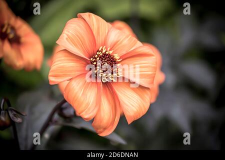 Wunderschöne Blumen in einem englischen Park Stockfoto