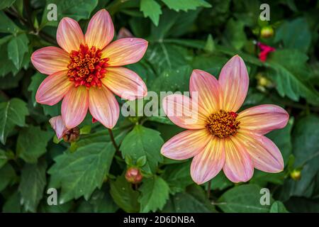 Wunderschöne Blumen in einem englischen Park Stockfoto