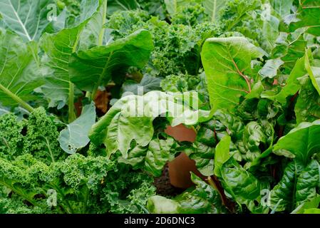 Wintergemüse: Lockiger grüner Grünkohl, Schweizer Mangold und Blumenkohl, der im Spätherbst in einem heimischen britischen Küchengarten wächst. VEREINIGTES KÖNIGREICH Stockfoto