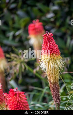 Wunderschöne Blumen in einem englischen Park Stockfoto