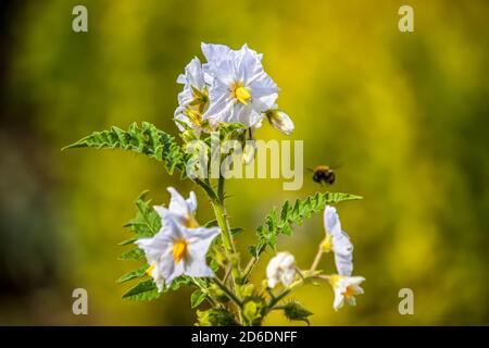 Wunderschöne Blumen in einem englischen Park Stockfoto