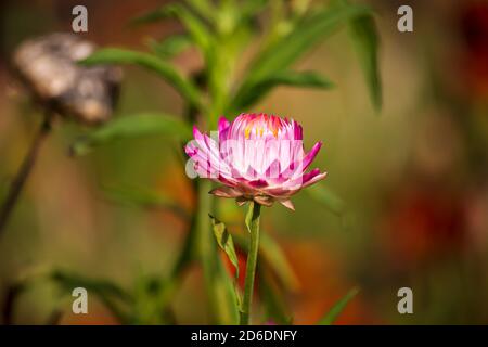Wunderschöne Blumen in einem englischen Park Stockfoto