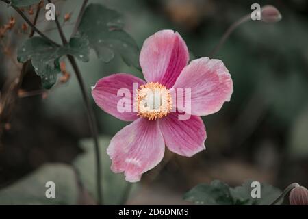 Wunderschöne Blumen in einem englischen Park Stockfoto