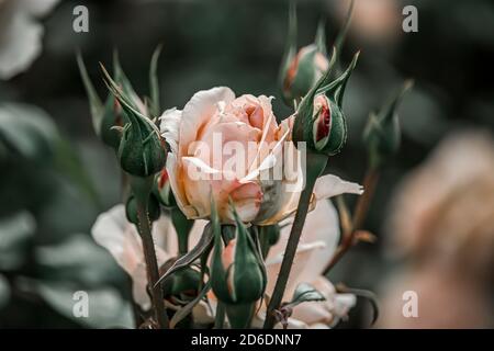 Wunderschöne Blumen in einem englischen Park Stockfoto