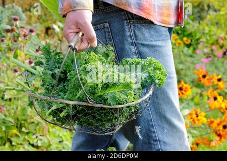 Brassica oleracea 'Zwerggrün gewellt'. Frisch gepflückter Grünkohl, der auf dem abgebildeten heimischen Gemüsegrundstück angebaut wird. VEREINIGTES KÖNIGREICH Stockfoto