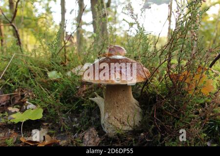 Ein schöner cep Pilz Nahaufnahme in einem grünen Wald in Herbst Stockfoto