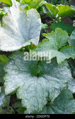 Cucurbita pepo. Mehltau, Pilzkrankheit, die eine weiße staubähnliche Beschichtung auf einer Zucchini-Pflanze verursacht. VEREINIGTES KÖNIGREICH Stockfoto