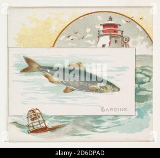 Sardine, aus der Serie Fish from American Waters (N39) für Allen &amp; Ginter Cigarettes, 1889. Stockfoto