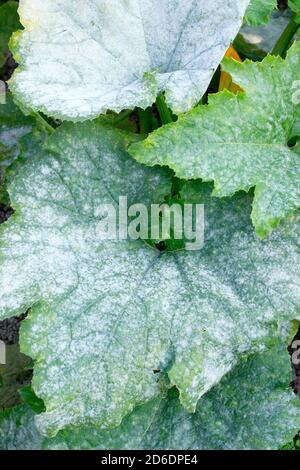 Cucurbita pepo. Mehltau, Pilzkrankheit, die eine weiße staubähnliche Beschichtung auf einer Zucchini-Pflanze verursacht. VEREINIGTES KÖNIGREICH Stockfoto