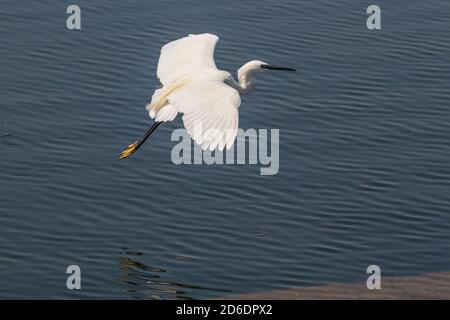 Blick über den Großen Weissen Reiher (Ardea alba) Fliegen um den See. Stockfoto