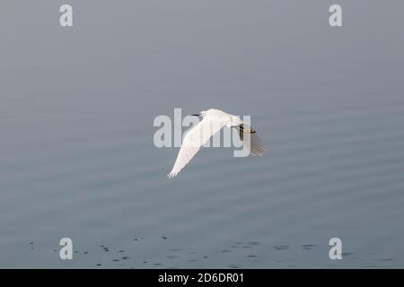 Blick über den Großen Weissen Reiher (Ardea alba) Fliegen um den See. Stockfoto