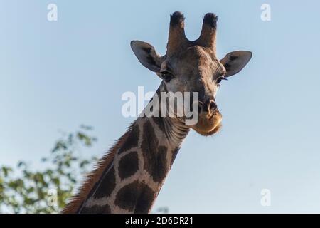 Eine Jeeptour durch Namibia, Giraffe im Etosha Nationalpark. Tierporträt, Nahaufnahme, Blick auf die Kamera Stockfoto