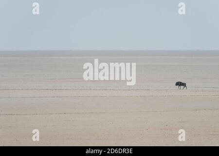 Eine Jeeptour durch Namibia, Gnus im Etosha Nationalpark, in der Etosha Salzpfanne Stockfoto