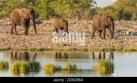 Elefanten in Etosha: Elefantenfamilie im warmen Nachmittagslicht, Spiegelung im Wasser Stockfoto