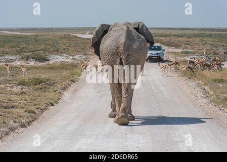 Elefant auf der Straße in Etosha: Auto mit Touristen im Hintergrund Stockfoto