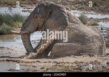 Elefant sitzt im Schlamm und nimmt ein Schlammbad, um sich abzukühlen. Etosha, Namibia Stockfoto