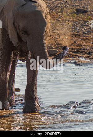 Elephant sucht sich an einem Wasserloch abzukühlen Etosha Stockfoto