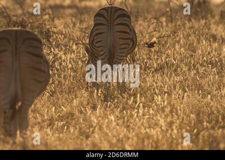 Eine Jeeptour durch Namibia, Zebras im Etosha Nationalpark im frühen Morgenlicht Stockfoto