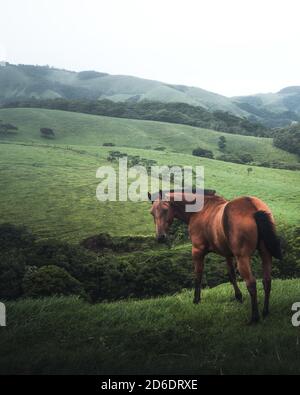 Ein wildes, braunes Pferd in den bewirtschafteten Hochebenen im Landesinneren von Costa Rica Stockfoto