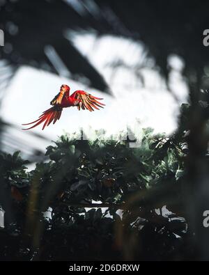 Ara in Puerto Jimenez, Costa Rica fotografiert im Flug durch Blätter und Bäume, natürlicher Rahmen Stockfoto