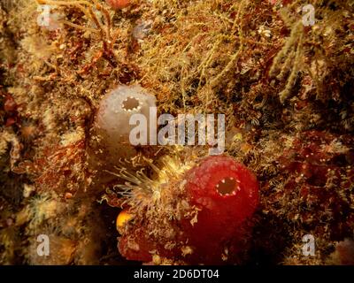 Ein Nahaufnahme Bild von Ascidiacea, allgemein bekannt als die Ascidians oder Meer spritzt. Bild von den Wetterinseln, Skageracksee, Westschweden Stockfoto