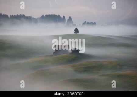 Sonnenaufgang über der Seiser Alm in den Dolomiten, Südtirol, Italien. Nebel verdunkelt die einzelnen Waldteile und Almhütten Stockfoto