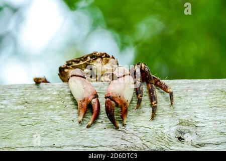 Krabbe am Strand, digitales Foto-Bild als Hintergrund Stockfoto