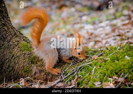 Rotes Eichhörnchen im Wald essen Nüsse und Eicheln. Stockfoto