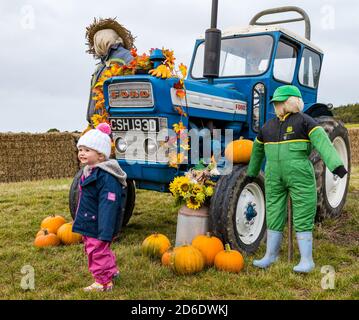 East Lothian, Schottland, Vereinigtes Königreich, 16. Oktober 2020. Pumpkin Patches Open: Zwei Patches auf der Kilduff Farm und dem Balgone Estate öffnen heute an den nächsten 3 Wochenenden mit buchbaren Slots, sozialer Distanzierung und Hygienemaßnahmen. Es gab Bedenken, dass neue Beschränkungen der schottischen Regierung die Öffnung der Patches verhindern würden und ob das letzte Wochenende nach der Überprüfung der derzeitigen Beschränkungen möglich sein wird. Im Bild: Emily, im Alter von 2 Jahren, genießt das Display auf Kilduff Farm Kürbis Patch mit einer Halloween-Display von Vogelscheuchen, Kürbisse und einem Traktor Stockfoto