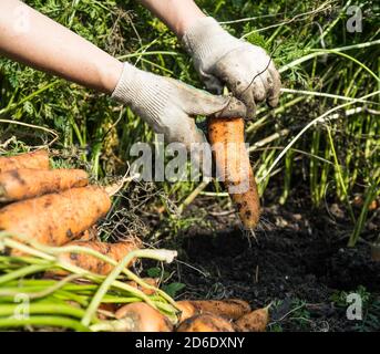 Pflücken von selbst angebauten Karotten an einem sonnigen Tag im Herbst Stockfoto