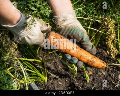 Pflücken von selbst angebauten Karotten an einem sonnigen Tag im Herbst Stockfoto