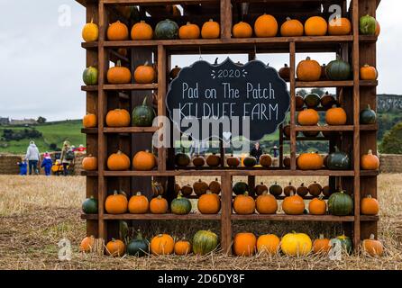 East Lothian, Schottland, Vereinigtes Königreich, 16. Oktober 2020. Pumpkin Patches Open: Zwei Patches auf der Kilduff Farm und dem Balgone Estate öffnen heute an den nächsten 3 Wochenenden mit buchbaren Slots, sozialer Distanzierung und Hygienemaßnahmen. Es gab Bedenken, dass neue Beschränkungen der schottischen Regierung die Öffnung der Patches verhindern würden und ob das letzte Wochenende nach der Überprüfung der derzeitigen Beschränkungen möglich sein wird. Im Bild: Kürbisse auf der Kilduff Farm Kürbispflaster Stockfoto