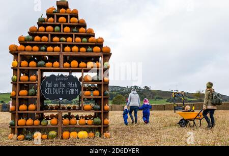 East Lothian, Schottland, Vereinigtes Königreich, 16. Oktober 2020. Pumpkin Patches Open: Zwei Patches auf der Kilduff Farm und dem Balgone Estate öffnen heute an den nächsten 3 Wochenenden mit buchbaren Slots, sozialer Distanzierung und Hygienemaßnahmen. Es gab Bedenken, dass neue Beschränkungen der schottischen Regierung die Öffnung der Patches verhindern würden und ob das letzte Wochenende nach der Überprüfung der derzeitigen Beschränkungen möglich sein wird. Im Bild: Kürbisse auf der Kilduff Farm Kürbispflaster Stockfoto