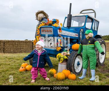 East Lothian, Schottland, Vereinigtes Königreich, 16. Oktober 2020. Pumpkin Patches Open: Zwei Patches auf der Kilduff Farm und dem Balgone Estate öffnen heute an den nächsten 3 Wochenenden mit buchbaren Slots, sozialer Distanzierung und Hygienemaßnahmen. Es gab Bedenken, dass neue Beschränkungen der schottischen Regierung die Öffnung der Patches verhindern würden und ob das letzte Wochenende nach der Überprüfung der derzeitigen Beschränkungen möglich sein wird. Im Bild: Emily, im Alter von 2 Jahren, genießt das Display auf Kilduff Farm Kürbis Patch mit einer Halloween-Display von Vogelscheuchen, Kürbisse und einem Traktor Stockfoto