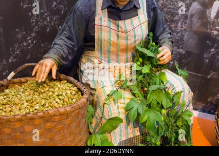 Hop Picker Wolnzach Museum in Hallertau Stockfoto