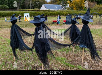 East Lothian, Schottland, Vereinigtes Königreich, 16. Oktober 2020. Pumpkin Patches Open: Zwei Patches auf der Kilduff Farm und dem Balgone Estate öffnen heute an den nächsten 3 Wochenenden mit buchbaren Slots, sozialer Distanzierung und Hygienemaßnahmen. Es gab Bedenken, dass neue Beschränkungen der schottischen Regierung die Öffnung der Patches verhindern würden und ob das letzte Wochenende nach der Überprüfung der derzeitigen Beschränkungen möglich sein wird. Im Bild: Kilduff Farm Kürbispflaster mit Hexenkreis Stockfoto