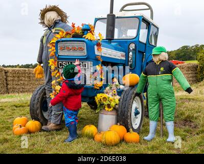 East Lothian, Schottland, Vereinigtes Königreich, 16. Oktober 2020. Pumpkin Patches Open: Zwei Patches auf der Kilduff Farm und dem Balgone Estate öffnen heute an den nächsten 3 Wochenenden mit buchbaren Slots, sozialer Distanzierung und Hygienemaßnahmen. Es gab Bedenken, dass neue Beschränkungen der schottischen Regierung die Öffnung der Patches verhindern würden und ob das letzte Wochenende nach der Überprüfung der derzeitigen Beschränkungen möglich sein wird. Im Bild: Fergal genießt das Display am Kilduff Farm Kürbis Patch mit einer Anzeige von Halloween Kürbisse, Vogelscheuchen und einem Traktor Stockfoto