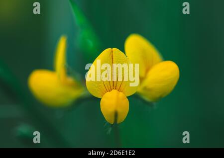 Gelbe Blume der Gattung Lotus sp. Foto mit natürlichem Hintergrund, der nicht fokussiert ist. Konzept Wilde Flora. Makrofotografie. Stockfoto