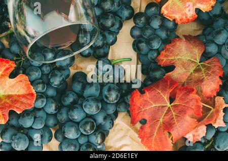Trauben von schwarzen Trauben mit Blättern und einem Glas Wein Stockfoto