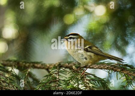 Kleiner Europäischer singvogel Feuertreste, Regulus ignicapilla, singt während einer Brutzeit im Sommer in einem borealen Wald in estnischer Natur. Stockfoto