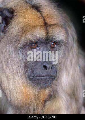 Porträt einer schwarzen Brüllachin Alouatta caraya weiblich Stockfoto