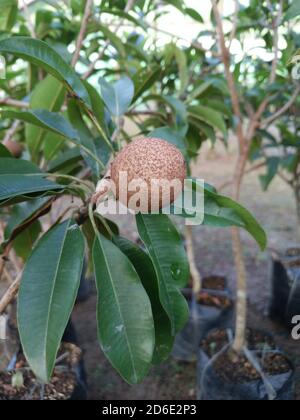 Vertikale Nahaufnahme der Sapodilla-Frucht auf einer gepfropften Frucht Baum Stockfoto