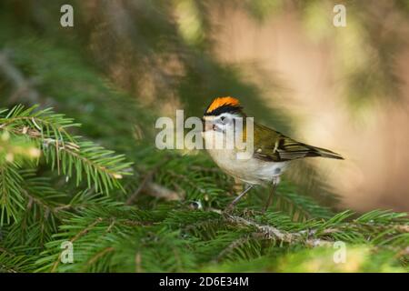 Kleiner Europäischer singvogel Feuertreste, Regulus ignicapilla, singt während einer Brutzeit im Sommer in einem borealen Wald in estnischer Natur. Stockfoto