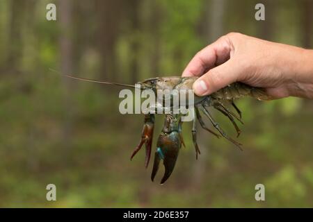 Signalkreide, Pacifastacus leniusculus, hält ein Mann die Krabbe in den Fingern Stockfoto