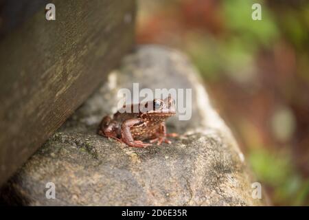 Ein Frosch, Rana temporania, sitzt auf einem Felsen Stockfoto