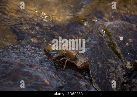 Signalkreide, Pacifastacus leniusculus Stockfoto